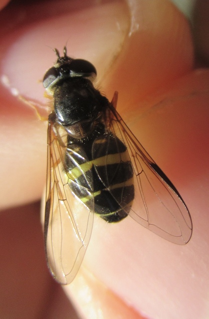 Dasysyrphus tricinctus - szélespántú erdeilégy