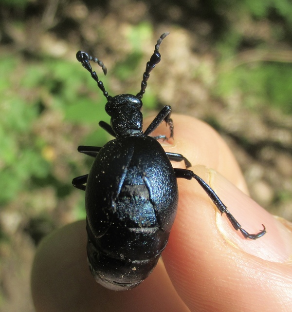 Meloe violaceus - kék nünüke