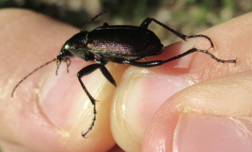 Calosoma inquisitor - kis bábrabló