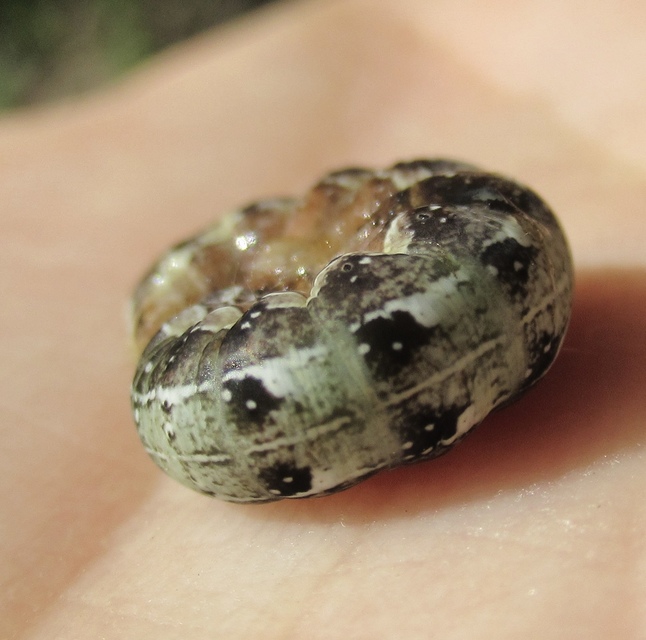 Dichonia convergens - őszi tölgybagoly
