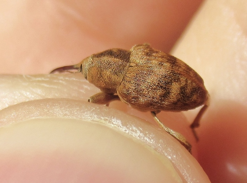 Curculio venosus - tarajos zsuzsóka