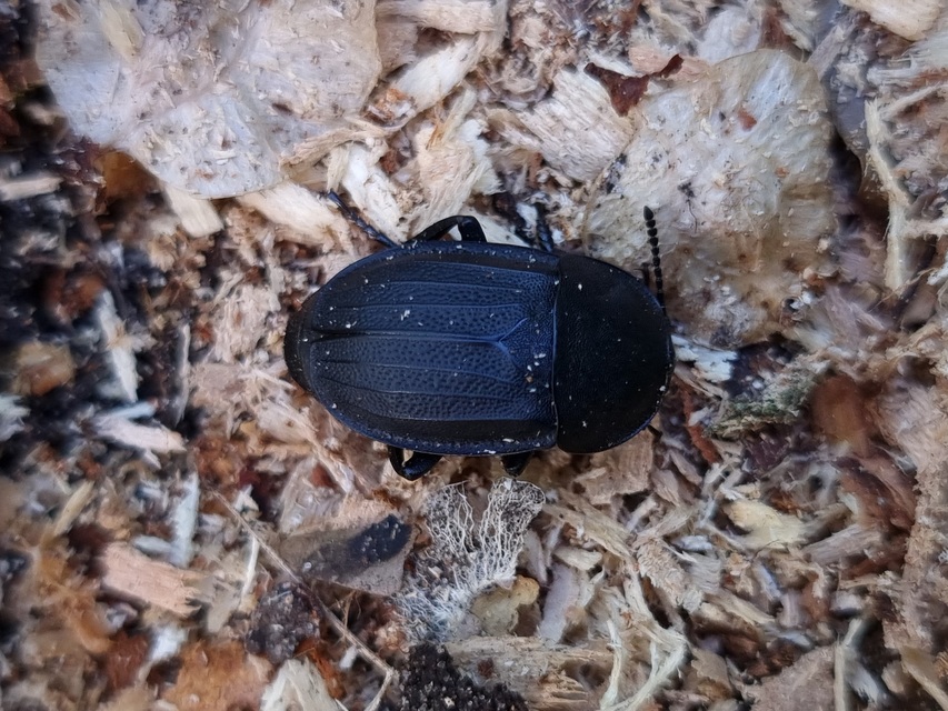 Silpha obscura - közönséges dögbogár