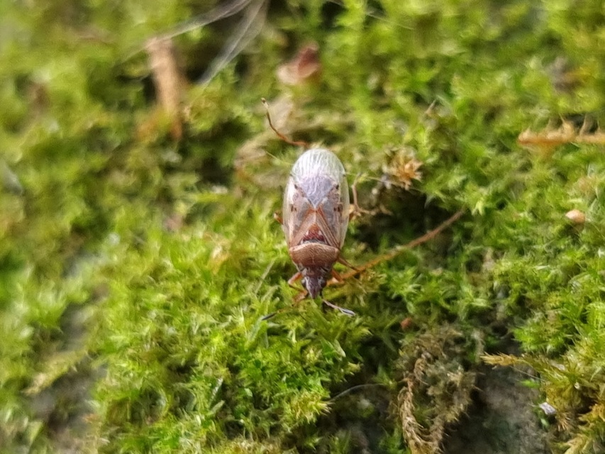 Kleidocerys resedae - nyírbodobács