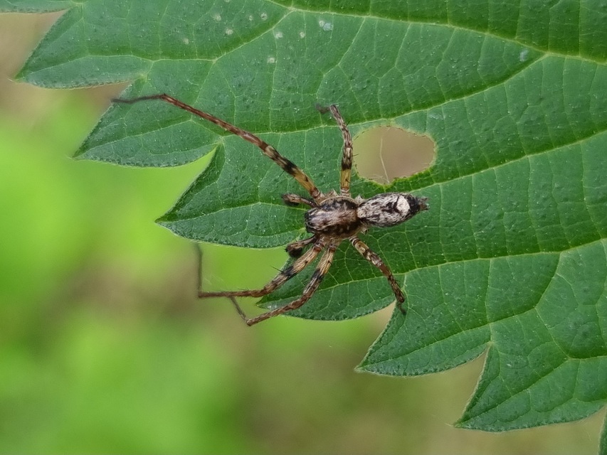 Anyphaena accentuata - jegyespók