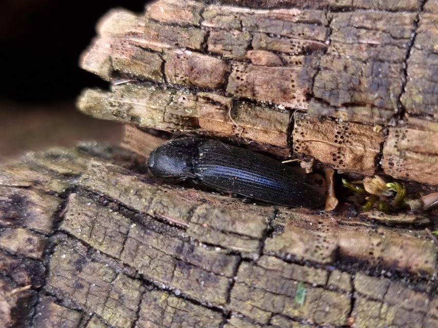 Melanotus punctolineatus - sávos gyászpattanó