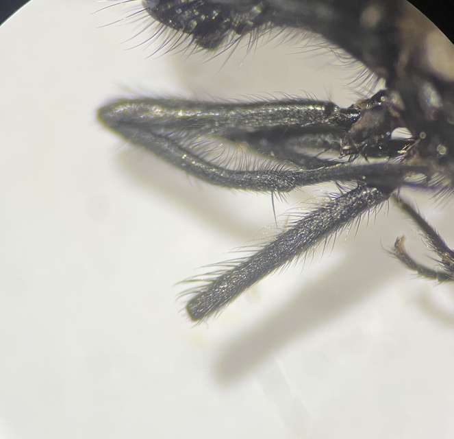 Hydrotaea ignava