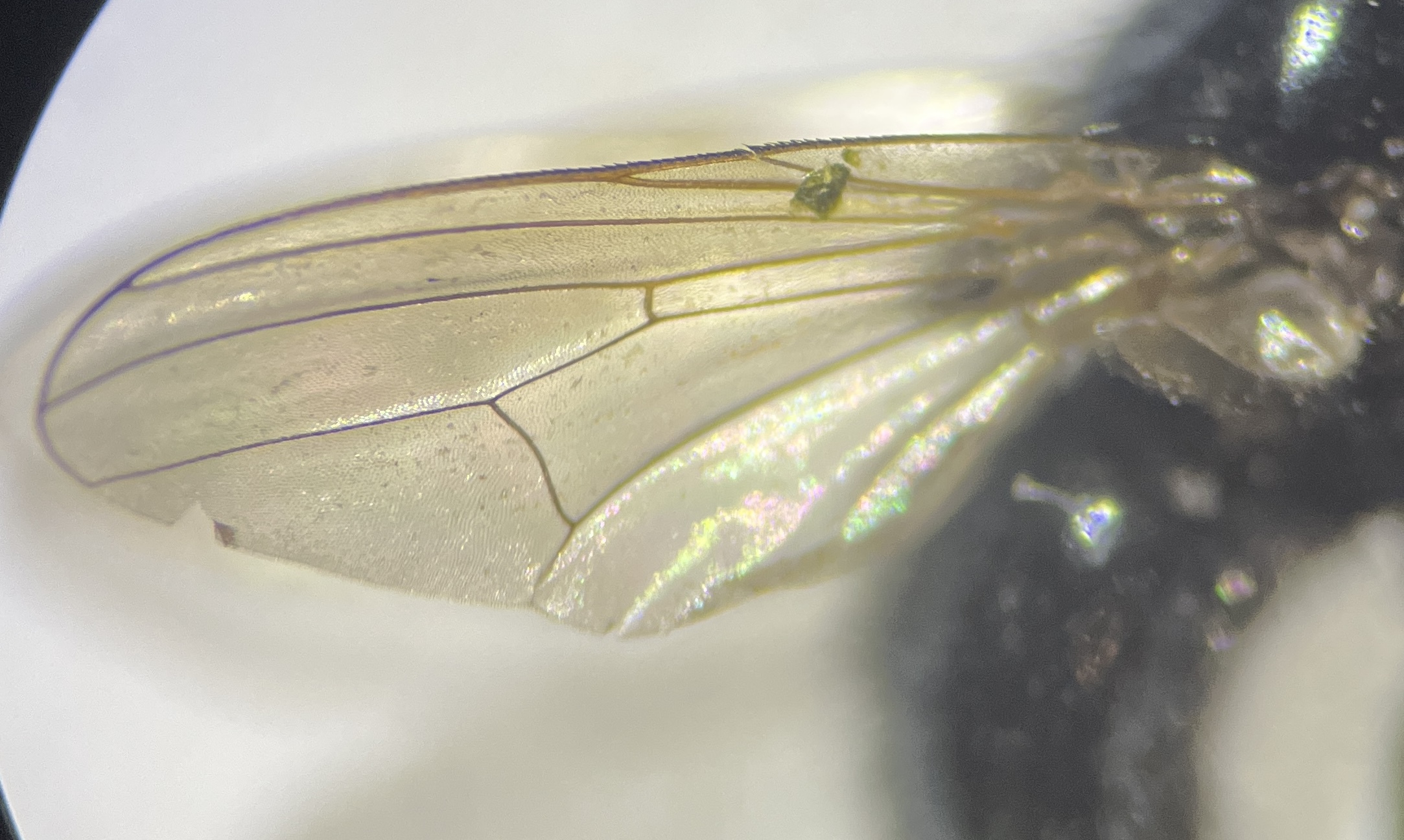 Hydrotaea ignava