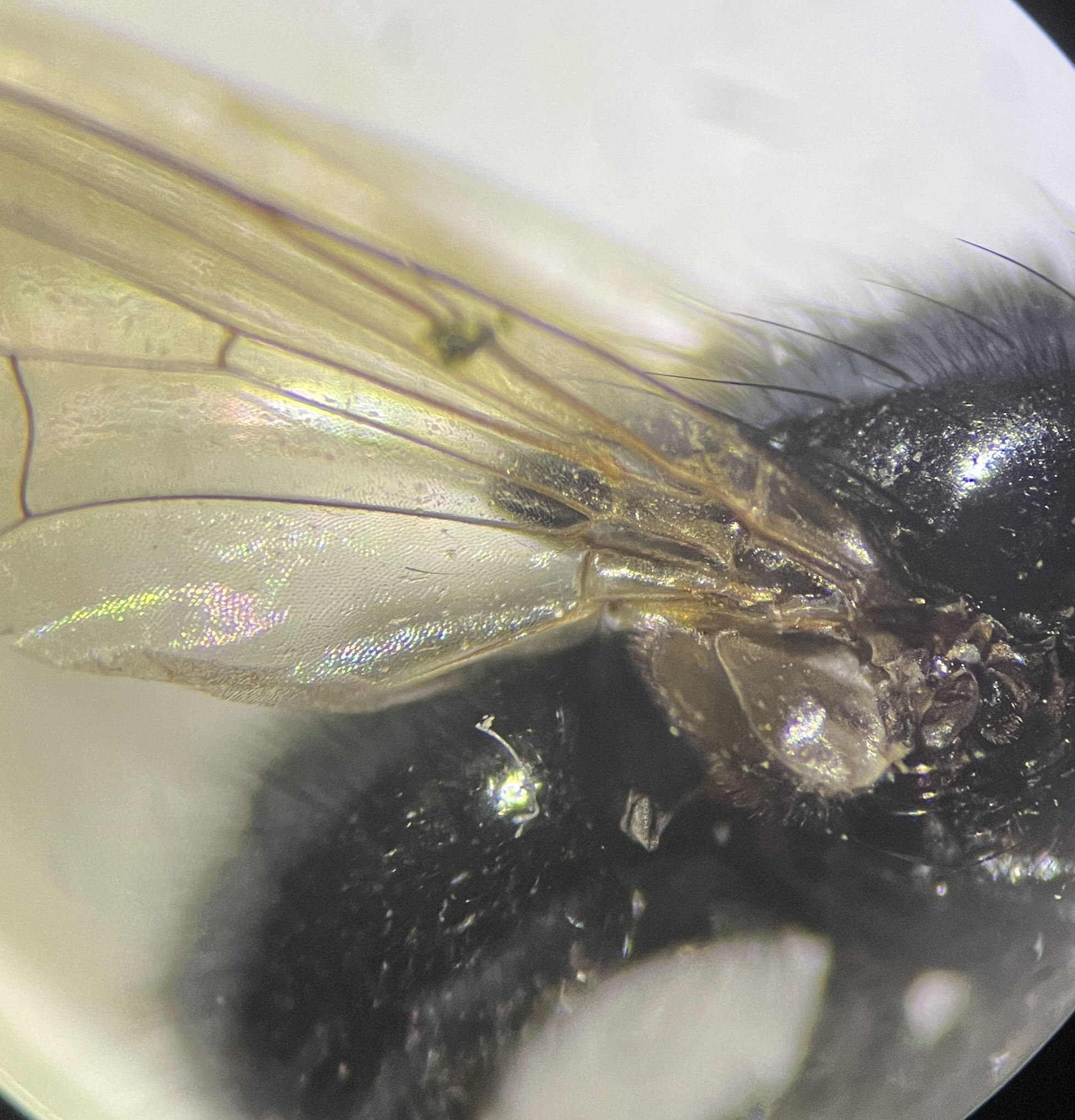 Hydrotaea ignava
