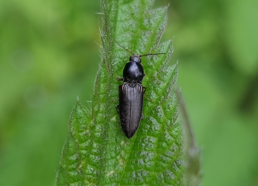 Dicronychus