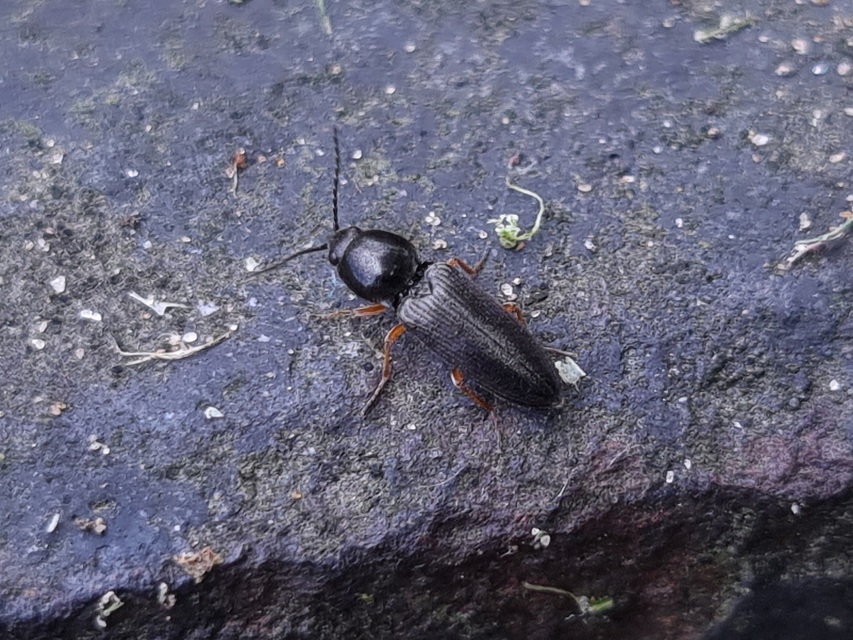 Cardiophorus vestigialis - vöröslábú szívespattanó