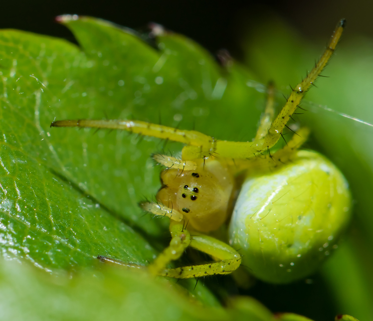 Araniella cucurbitina/opisthographa