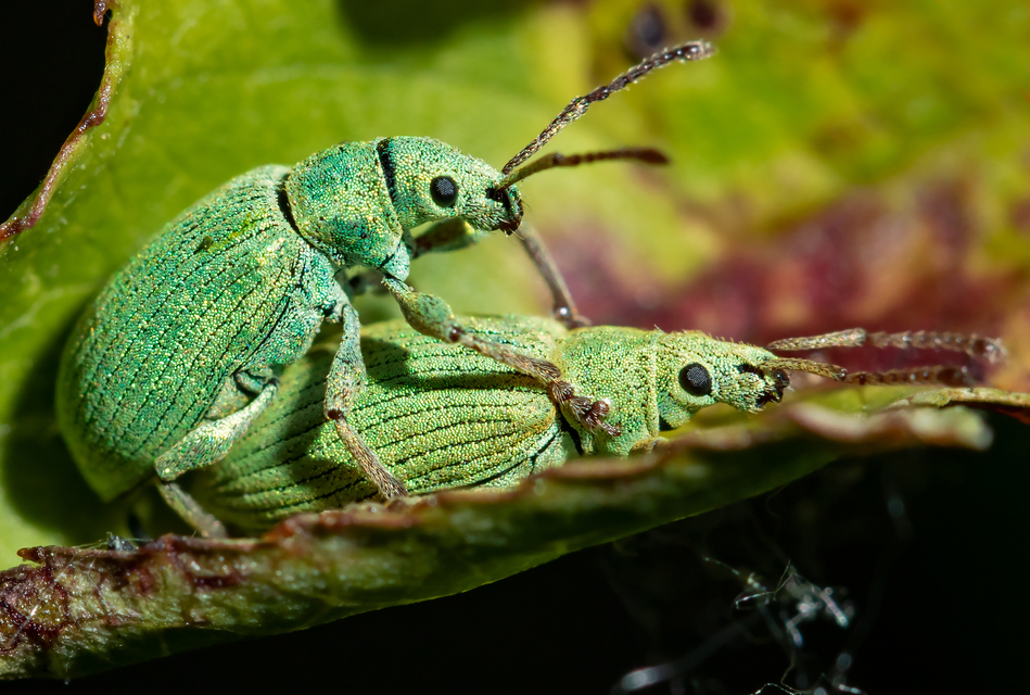 Phyllobius virideaeris - halványzöld levélormányos