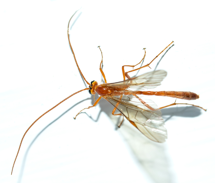 Ophion minutus