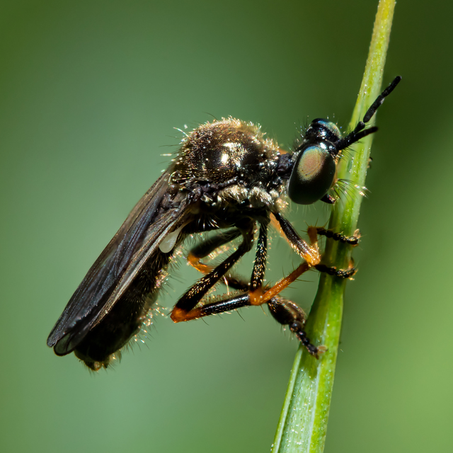 Dioctria lata