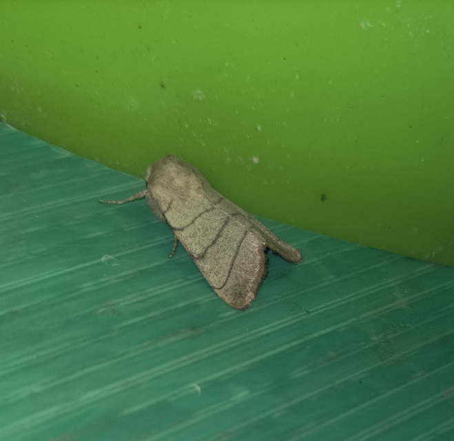 Charanyca trigrammica - háromsávos lombbagoly