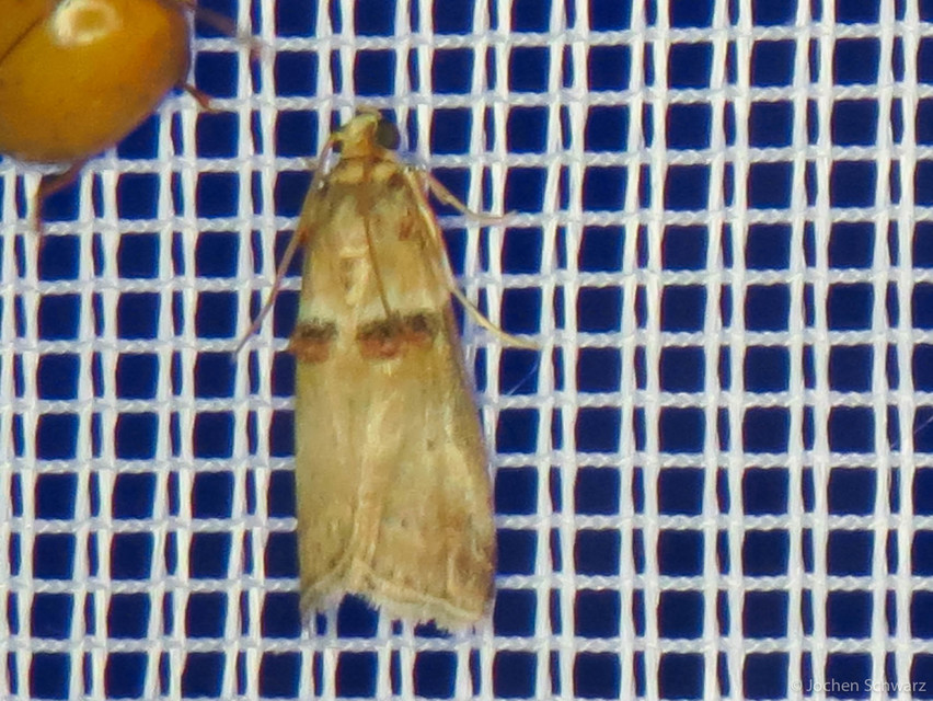 Acrobasis tumidana - bordás karcsúmoly