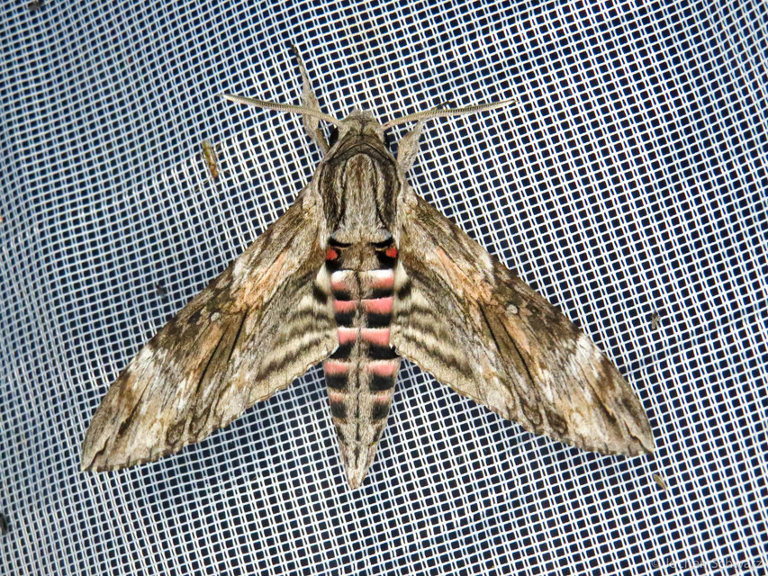 Agrius convolvuli - szulákszender