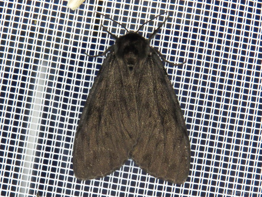 Lymantria monacha - apácalepke
