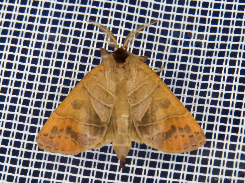 Clostera anastomosis - barna levélszövő