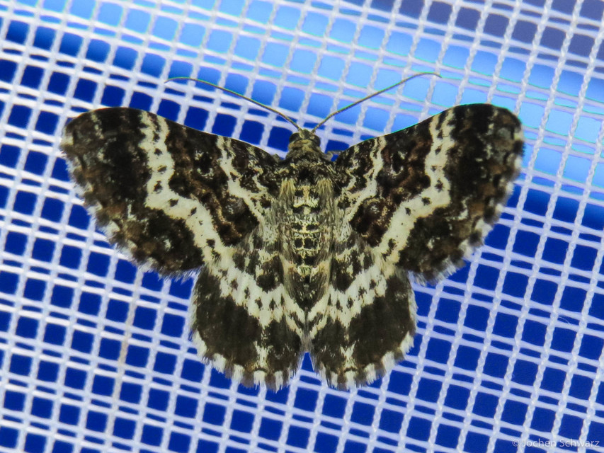 Epirrhoe tristata - gyászos tarkaaraszoló