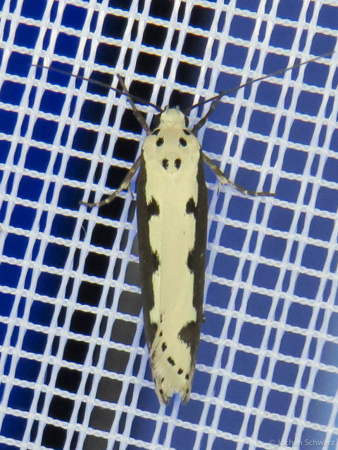 Ethmia bipunctella - kétpettyes feketemoly