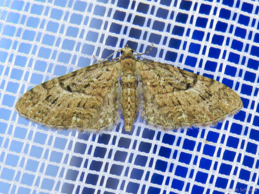 Eupithecia pusillata - lucfenyő-törpearaszoló