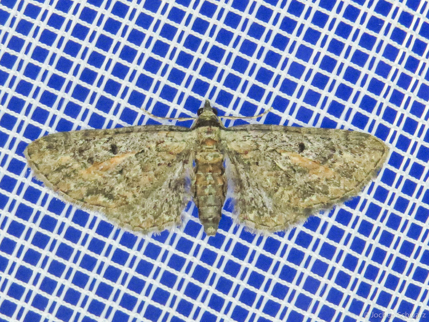 Eupithecia icterata - rozsdafoltos törpearaszoló