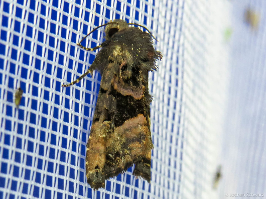 Euplexia lucipara - szeder-csipkésbagoly