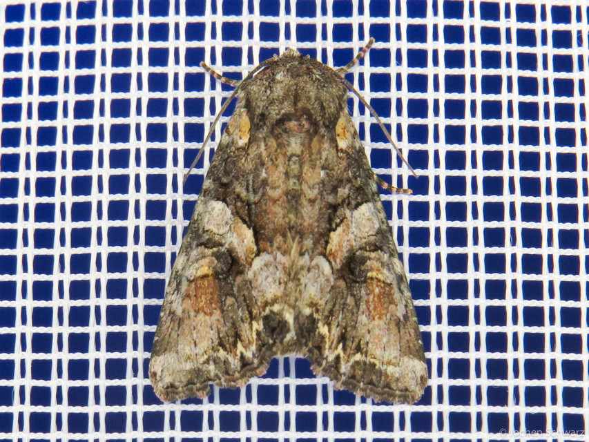 Lacanobia contigua - hamuszürke kertibagoly
