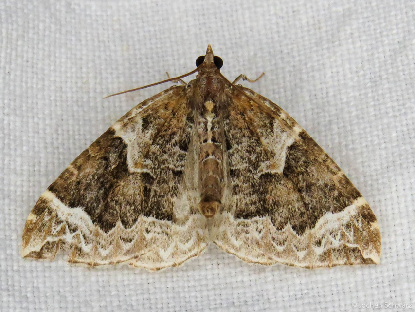 Eulithis prunata - kökény-tarkaaraszoló
