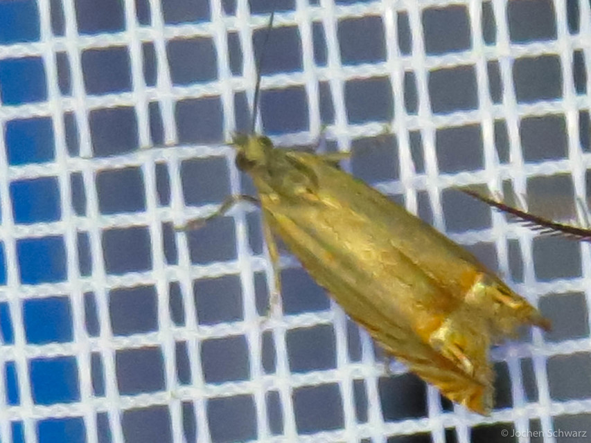 Lathronympha strigana - orbáncfű-magrágómoly