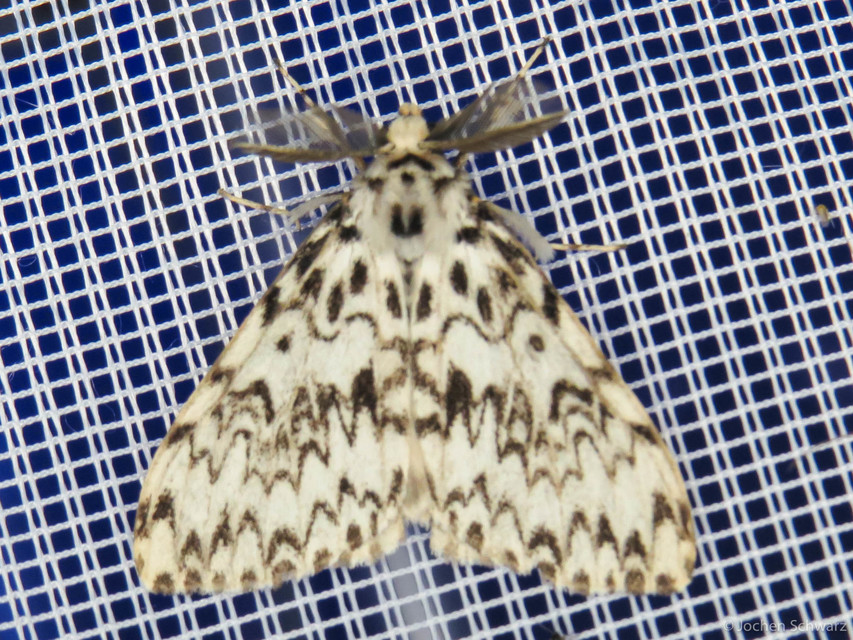 Lymantria monacha - apácalepke