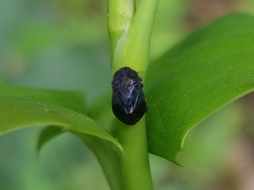 Penthimia nigra - fekete kabóca Penthimia nigra - fekete kabóca