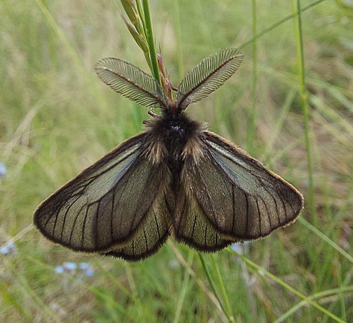 Pentophera morio - réti gyapjaslepke