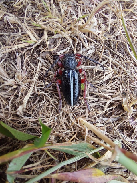 Dorcadion pedestre - kétsávos gyalogcincér