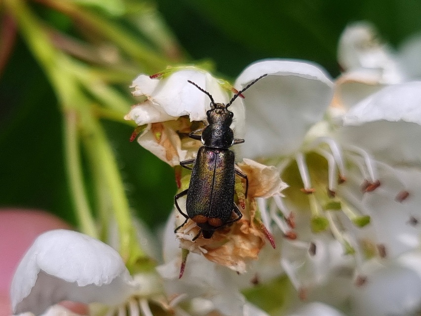 Malachius bipustulatus - kétfoltos bibircsesbogár