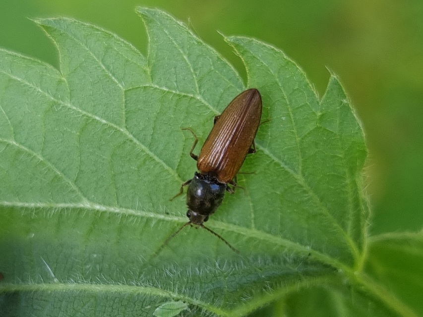 Dicronychus testaceus