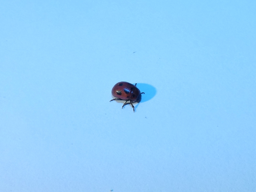 Gonioctena fornicata - közönséges lucernabogár