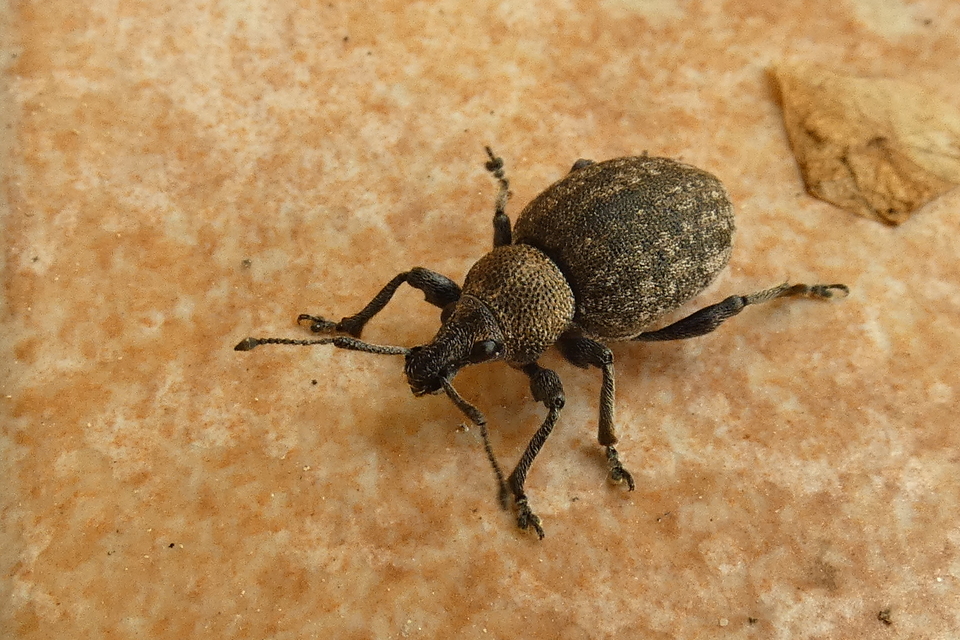 Otiorhynchus ligustici - vincellér-gyalogormányos