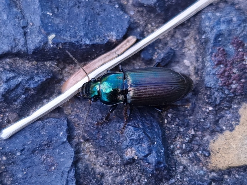Harpalus distinguendus - mezei lomhafutó