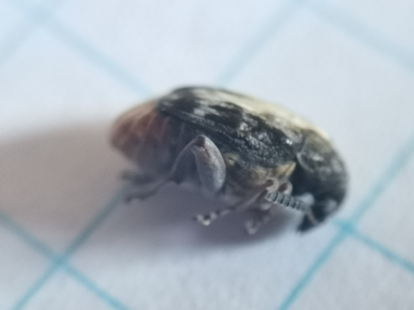 Megabruchidius dorsalis - foltoshátú lepényfazsizsik