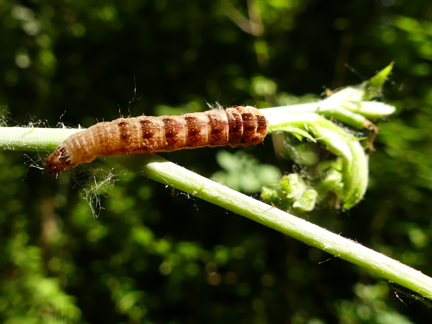 Macrolepidoptera - Nagylepkék