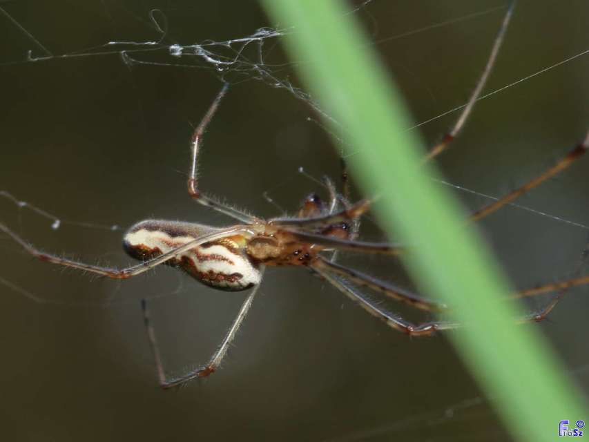 Tetragnatha