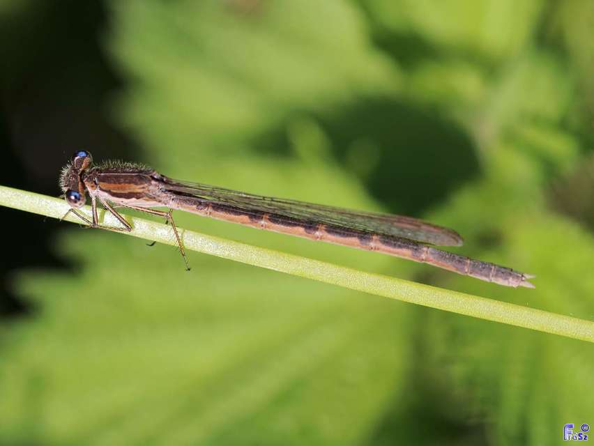 Sympecma fusca - téli rablószitakötő