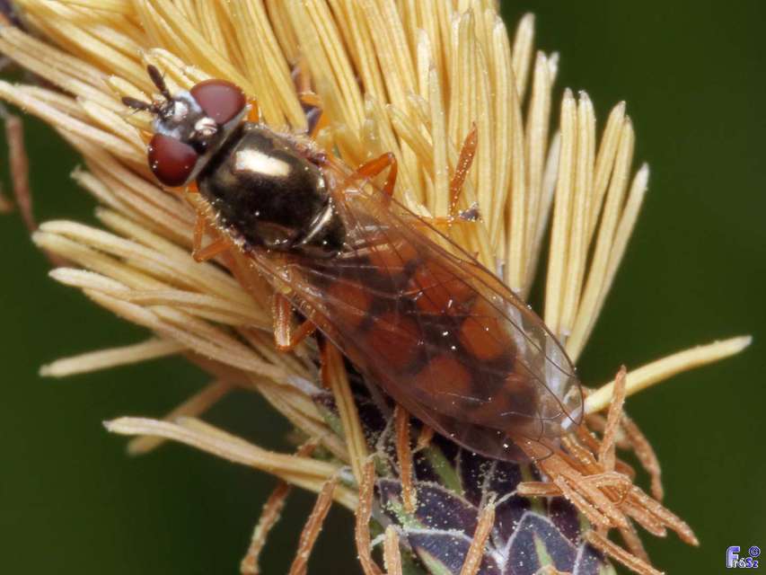Platycheirus