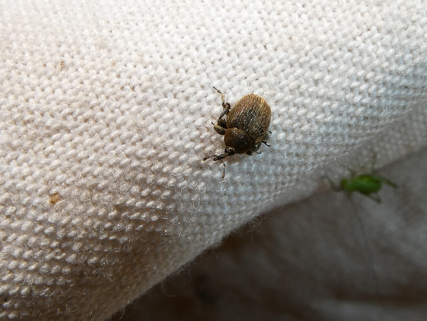 Rhinusa tetra - magtoklakó ökörfarkkóró-ormányos