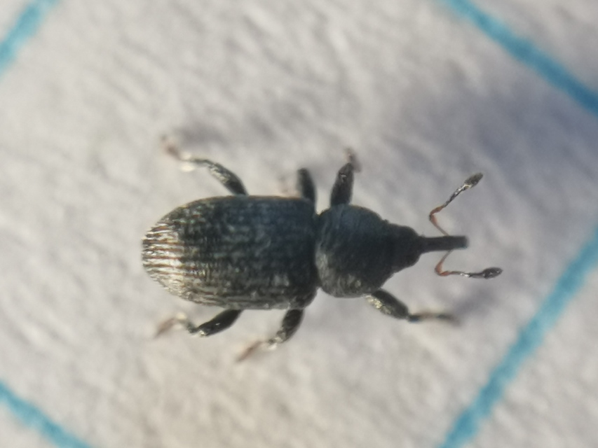 Tychius tibialis - fekete tímárormányos