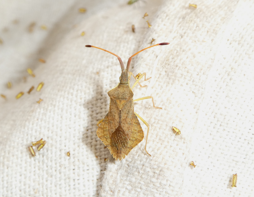 Syromastus rhombeus - vitorlás karimáspoloska