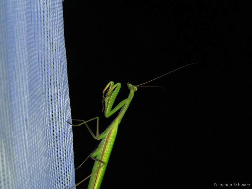 Mantis religiosa - imádkozósáska