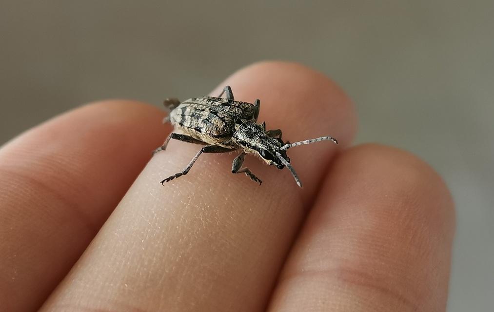 Rhagium inquisitor - fenyves-tövisescincér